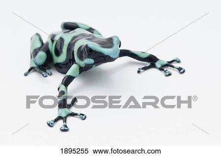 black and green poison dart frog (dendrobates auratus) View Large Photo Image Stock Photography - black and green poison dart frog (dendrobates auratus). Fotosearch