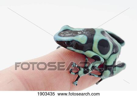 Stock Photography - black and green poison dart frog (dendrobates auratus) sits on a finger; st. albert, alberta, canada. Fotosearch