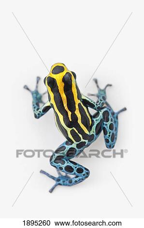 black, yellow and blue poison dart frog (dendrobates ventrimaculatus) View Large Photo Image Stock Image - black, yellow and blue poison dart frog (dendrobates ventrimaculatus). Fotosearch