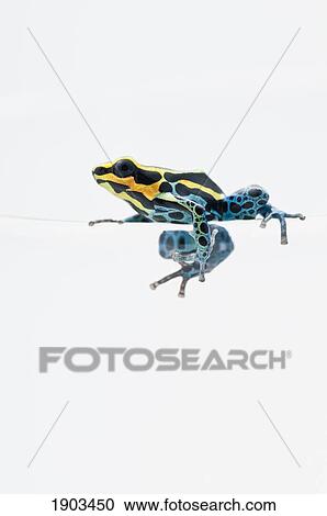 black, yellow and blue poison dart frog (dendrobates ventrimaculatus) sitting on the edge of a drinking glass View Large Photo Image Stock Image - black, yellow and blue poison dart frog (dendrobates ventrimaculatus) sitting on the edge of a drinking glass. Fotosearch