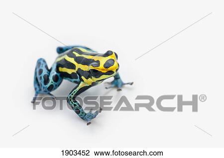 black, yellow and blue poison dart frog (dendrobates ventrimaculatus) View Large Photo Image Stock Image - black, yellow and blue poison dart frog (dendrobates ventrimaculatus). Fotosearch
