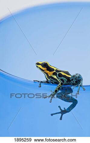 black, yellow and blue poison dart frog (dendrobates ventrimaculatus) View Large Photo Image Stock Photo - black, yellow and blue poison dart frog (dendrobates ventrimaculatus). Fotosearch