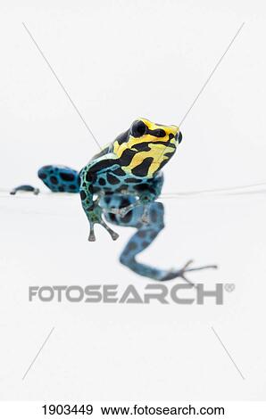 black, yellow and blue poison dart frog (dendrobates ventrimaculatus) sitting on the edge of a drinking glass View Large Photo Image Stock Photo - black, yellow and blue poison dart frog (dendrobates ventrimaculatus) sitting on the edge of a drinking glass. Fotosearch