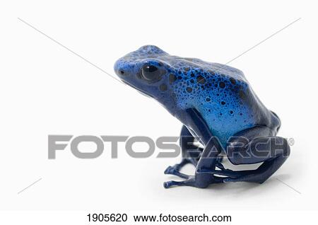 blue poison dart frog (dendrobates tinctorius) View Large Photo Image Stock Image - blue poison dart frog (dendrobates tinctorius). Fotosearch