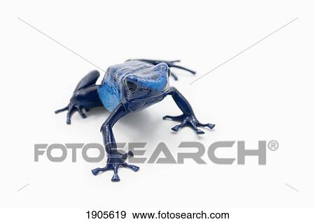 blue poison dart frog (dendrobates tinctorius) View Large Photo Image Stock Photo - blue poison dart frog (dendrobates tinctorius). Fotosearch