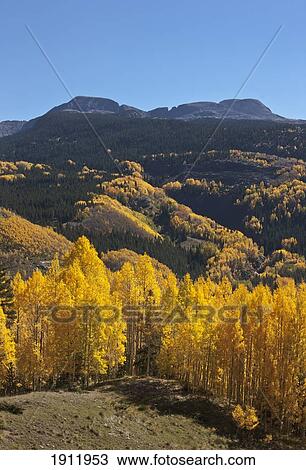 bright gold aspens dominate the autumn landscape of the san juan mountains; colorado, united states of america View Large Photo Image Stock Image - bright gold aspens dominate the autumn landscape of the san juan mountains; colorado, united states of america. Fotosearch