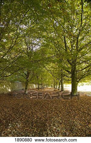 brown leaves on the ground under the trees; north yorkshire, england View Large Photo Image Stock Image - brown leaves on the ground under the trees; north yorkshire, england. Fotosearch