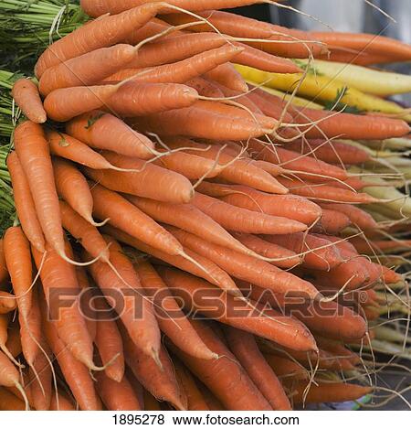 bunches of carrots; munich, germany View Large Photo Image Stock Photo - bunches of carrots; munich, germany. Fotosearch