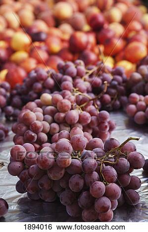 bunches of red grapes with nectarines in the background; calgary, alberta, canada View Large Photo Image Stock Photograph - bunches of red grapes with nectarines in the background; calgary, alberta, canada. Fotosearch