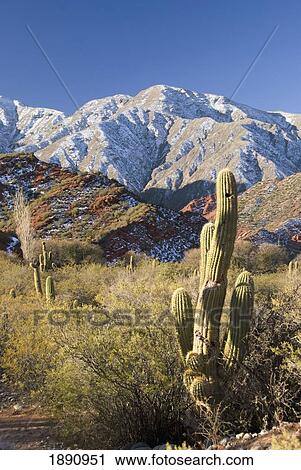 Stock Image - cacti in the andes; salta, argentina. Fotosearch