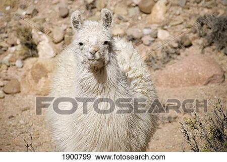 camelid; salta, argentina View Large Photo Image Stock Photo - camelid; salta, argentina. Fotosearch