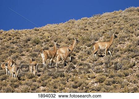 camels grazing on a hillside; jujuy, argentina View Large Photo Image Stock Image - camels grazing on a hillside; jujuy, argentina. Fotosearch