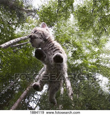 canadian lynx (lynx canadensis) kitten looks for his siblings; kalispell, montana, united states of america View Large Photo Image Stock Photo - canadian lynx (lynx canadensis) kitten looks for his siblings; kalispell, montana, united states of america. Fotosearch