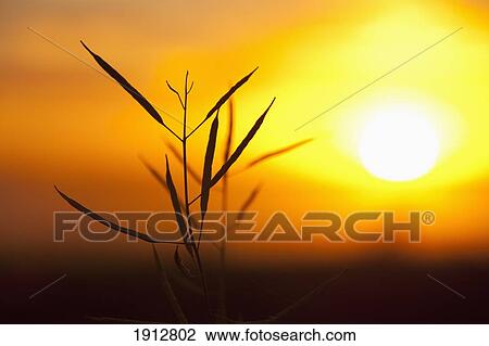 canola and the setting sun; three hills, alberta, canada View Large Photo Image Stock Image - canola and the setting sun; three hills, alberta, canada. Fotosearch