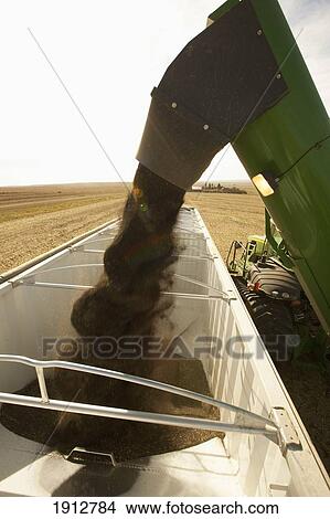canola being harvested; three hills, alberta, canada View Large Photo Image Picture - canola being harvested; three hills, alberta, canada. Fotosearch