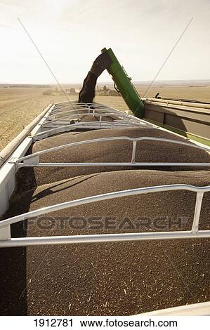 canola being harvested; three hills, alberta, canada View Large Photo Image Stock Image - canola being harvested; three hills, alberta, canada. Fotosearch