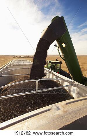 Stock Image - canola being harvested; three hills, alberta, canada. Fotosearch