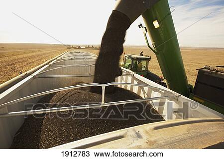 canola being harvested; three hills, alberta, canada View Large Photo Image Stock Image - canola being harvested; three hills, alberta, canada. Fotosearch