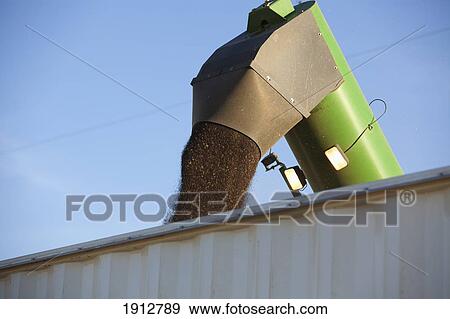 canola being harvested; three hills, alberta, canada View Large Photo Image Stock Photo - canola being harvested; three hills, alberta, canada. Fotosearch