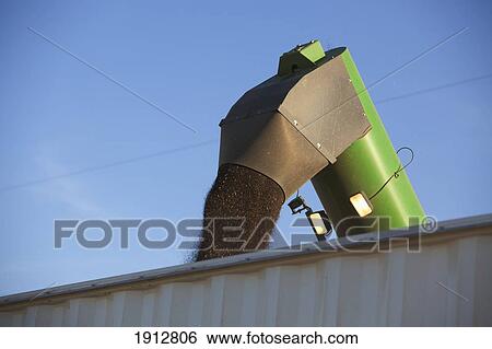 canola being harvested; three hills, alberta, canada View Large Photo Image Stock Photograph - canola being harvested; three hills, alberta, canada. Fotosearch