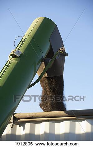 Stock Photography - canola being harvested; three hills, alberta, canada. Fotosearch