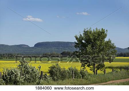 Stock Image - canola field with a blue sky; thunder bay, ontario, canada. Fotosearch
