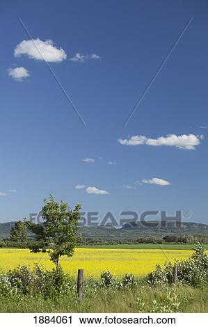 canola field with a blue sky; thunder bay, ontario, canada View Large Photo Image Stock Image - canola field with a blue sky; thunder bay, ontario, canada. Fotosearch