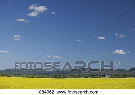 Stock Image - canold field and a blue sky; thunder bay, ontario, canada. Fotosearch