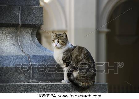 cat sitting on a monument; cordoba, argentina View Large Photo Image Picture - cat sitting on a monument; cordoba, argentina. Fotosearch