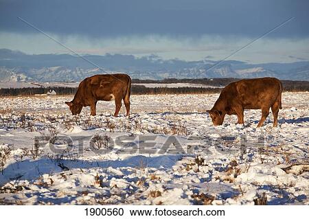 cattle grazing in a snowy field with mountains in the background; calgary, alberta, canada View Large Photo Image Stock Image - cattle grazing in a snowy field with mountains in the background; calgary, alberta, canada. Fotosearch