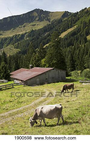 cattle grazing on an alpine meadow with a barn and mountains in the background; oberstdorf, germany View Large Photo Image Stock Photo - cattle grazing on an alpine meadow with a barn and mountains in the background; oberstdorf, germany. Fotosearch