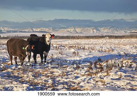 cattle standing in a snowy field with mountains in the background; calgary, alberta, canada View Large Photo Image Stock Photo - cattle standing in a snowy field with mountains in the background; calgary, alberta, canada. Fotosearch