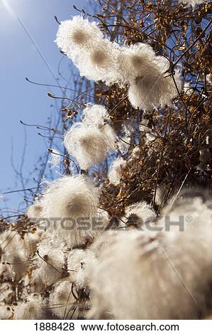 clematis flowers on a vine; spruce grove, alberta, canada View Large Photo Image Stock Photo - clematis flowers on a vine; spruce grove, alberta, canada. Fotosearch