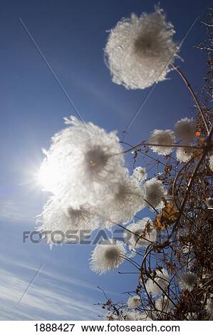 Stock Photo - clematis growing in the sunlight; spruce grove, alberta, canada. Fotosearch