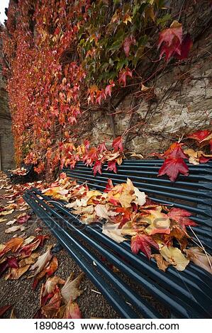 colored leaves in autumn resting on a metal bench; northumberland, england View Large Photo Image Stock Image - colored leaves in autumn resting on a metal bench; northumberland, england. Fotosearch