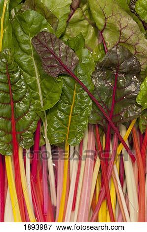 colorful rainbow swiss chard; calgary, alberta, canada View Large Photo Image Stock Photo - colorful rainbow swiss chard; calgary, alberta, canada. Fotosearch
