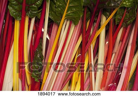 Stock Photo - colorful rainbow swiss chard; calgary, alberta, canada. Fotosearch
