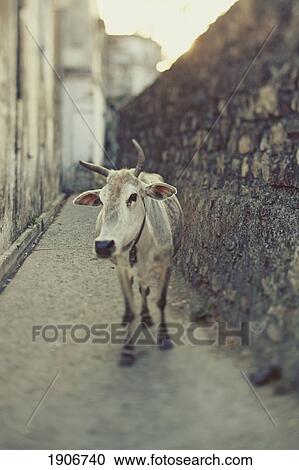 Stock Image - cow on the street; uttarakhand, india. Fotosearch