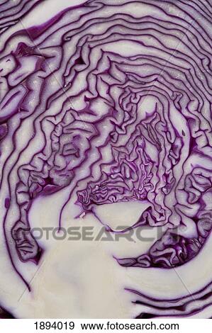 cross section of a red cabbage; calgary, alberta, canada View Large Photo Image Stock Photo - cross section of a red cabbage; calgary, alberta, canada. Fotosearch