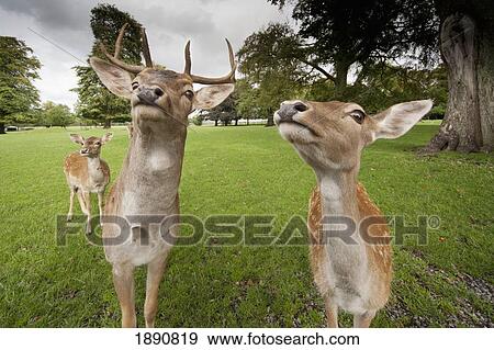 deer (cervidae) coming close to the camera; northumberland, england View Large Photo Image Stock Photo - deer (cervidae) coming close to the camera; northumberland, england. Fotosearch
