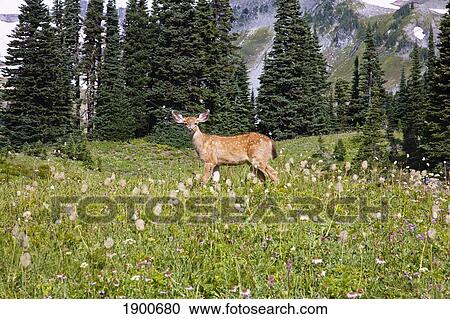 deer (cervidae) in paradise park in mt. rainier national park; washington, united states of america View Large Photo Image Stock Image - deer (cervidae) in paradise park in mt. rainier national park; washington, united states of america. Fotosearch
