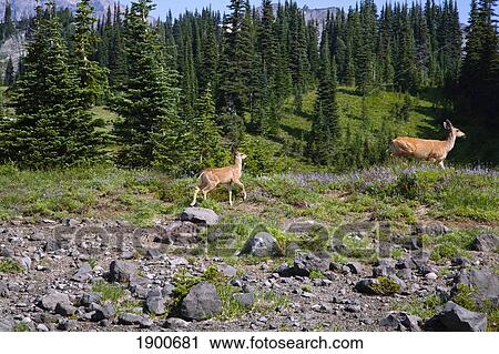 deer (cervidae) in paradise park in mt. rainier national park; washington, united states of america View Large Photo Image Stock Image - deer (cervidae) in paradise park in mt. rainier national park; washington, united states of america. Fotosearch
