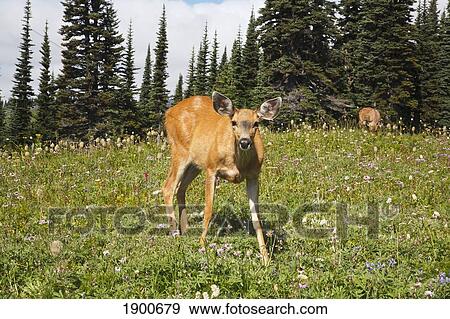 deer (cervidae) in paradise park in mt. rainier national park; washington, united states of america View Large Photo Image Stock Photo - deer (cervidae) in paradise park in mt. rainier national park; washington, united states of america. Fotosearch