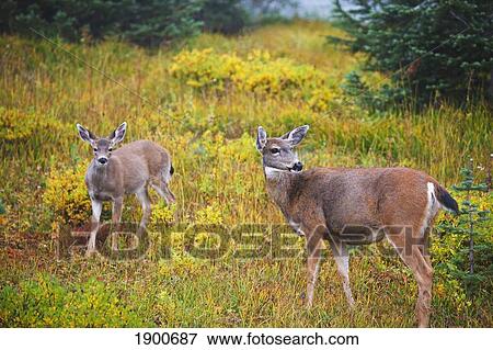 deer in paradise park in mt. rainier national park; washington, united states of america View Large Photo Image Stock Photo - deer in paradise park in mt. rainier national park; washington, united states of america. Fotosearch