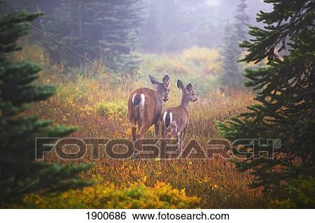 deer in the fog in paradise park in mt. rainier national park; washington, united states of america View Large Photo Image Stock Photograph - deer in the fog in paradise park in mt. rainier national park; washington, united states of america. Fotosearch
