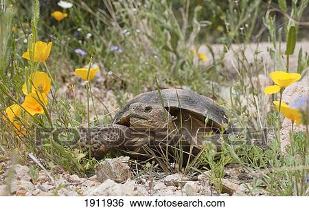 desert tortoise (gopherus agassizii) passes a gold poppy (eschscholzia sp. ) in rocky desert upland; arizona, united states of america View Large Photo Image Stock Photograph - desert tortoise (gopherus agassizii) passes a gold poppy (eschscholzia sp. ) in rocky desert upland; arizona, united states of america. Fotosearch