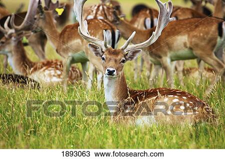 fallow deer (dama dama) in phoenix park; dublin, ireland View Large Photo Image Stock Image - fallow deer (dama dama) in phoenix park; dublin, ireland. Fotosearch