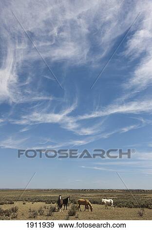 feral horses on the plains of north-eastern new mexico with cirrus clouds in the sky; new mexico, united states of america View Large Photo Image Stock Photo - feral horses on the plains of north-eastern new mexico with cirrus clouds in the sky; new mexico, united states of america. Fotosearch