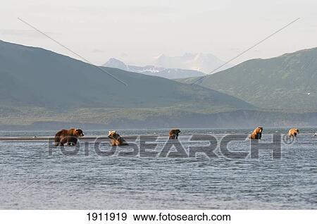 five grizzly bears (ursus arctos horribilis) fishing; alaska, united states of america View Large Photo Image Stock Photo - five grizzly bears (ursus arctos horribilis) fishing; alaska, united states of america. Fotosearch