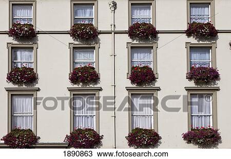 flowers boxes under each window on the side of a building; kelso, scottish borders, scotland View Large Photo Image Stock Image - flowers boxes under each window on the side of a building; kelso, scottish borders, scotland. Fotosearch
